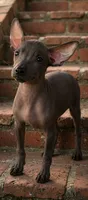 Female Miniature Xolo, a female Xoloitzcuintli for sale in Woodruff, SC – 1 of 2