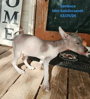 Male Miniature Xolo, a male Xoloitzcuintli for sale in Woodruff, SC – 4 of 6