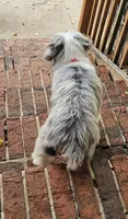 Louie II Mini AussieDoodle, a male Miniature Aussiedoodle for sale in Woodruff, SC – 3 of 6