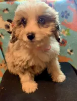 Shelby Mini, a female Miniature Aussiedoodle for sale in Woodruff, SC – Photo 8 of 9