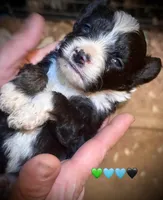 Male Tri Mini Aussiepoo , a male Miniature American Shepherd for sale in Woodruff, SC – Photo 8 of 8