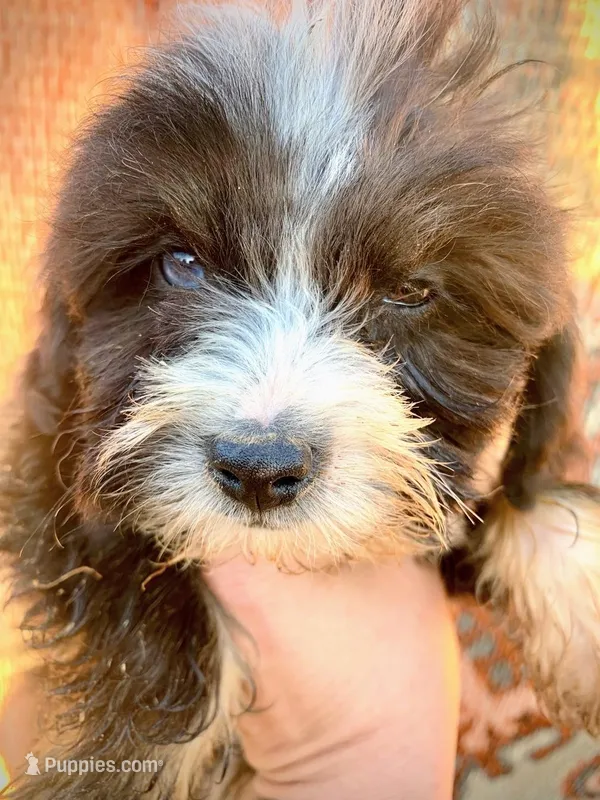 Tiny Simon Mini AussiePoo – Miniature American Shepherd puppy for sale in Woodruff, SC
