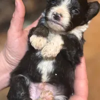 Tiny Simon Mini AussiePoo , a male Miniature American Shepherd for sale in Woodruff, SC – Photo 6 of 8