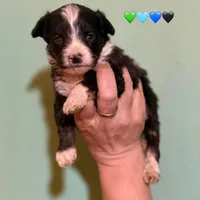 Tiny Simon Mini AussiePoo , a male Miniature American Shepherd for sale in Woodruff, SC – Photo 3 of 8