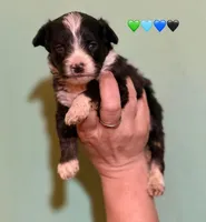 Male Tri Mini Aussiepoo , a male Miniature American Shepherd for sale in Woodruff, SC – Photo 3 of 8