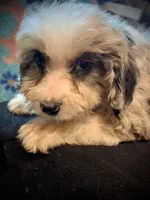 Shelby Mini, a female Miniature Aussiedoodle for sale in Woodruff, SC – Photo 9 of 9