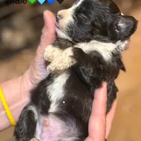 Tiny Simon Mini AussiePoo , a male Miniature American Shepherd for sale in Woodruff, SC – Photo 7 of 8
