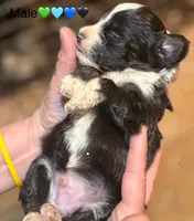 Male Tri Mini Aussiepoo , a male Miniature American Shepherd for sale in Woodruff, SC – Photo 7 of 8