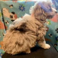 Shelby Mini, a female Miniature Aussiedoodle for sale in Woodruff, SC – Photo 6 of 9