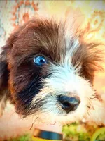 Tiny Simon Mini AussiePoo, a male Miniature American Shepherd for sale in Woodruff, SC – 2 of 9