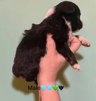 Male Tri Mini Aussiepoo , a male Miniature American Shepherd for sale in Woodruff, SC – Photo 4 of 8