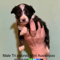 Tiny Simon Mini AussiePoo , a male Miniature American Shepherd for sale in Woodruff, SC – Photo 2 of 8