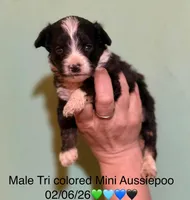 Male Tri Mini Aussiepoo , a male Miniature American Shepherd for sale in Woodruff, SC – Photo 2 of 8