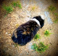 Tiny Simon Mini AussiePoo, a male Miniature American Shepherd for sale in Woodruff, SC – 6 of 9