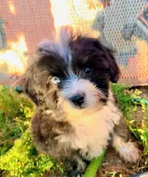 Tiny Simon Mini AussiePoo, a male Miniature American Shepherd for sale in Woodruff, SC – 8 of 9