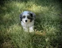 Mr.Red aka De La Cruz Mini, a male Miniature Aussiedoodle for sale in Woodruff, SC – Photo 3 of 7