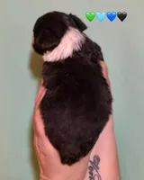 Male Tri Mini Aussiepoo , a male Miniature American Shepherd for sale in Woodruff, SC – Photo 5 of 8