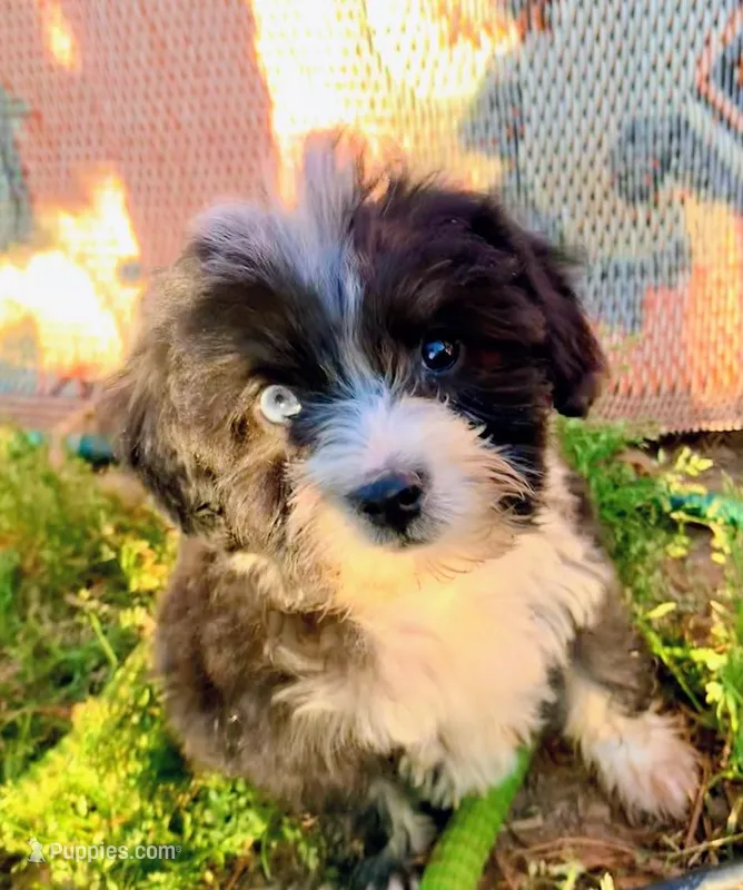 Tiny Simon Mini AussiePoo – Miniature American Shepherd puppy for sale in Woodruff, SC