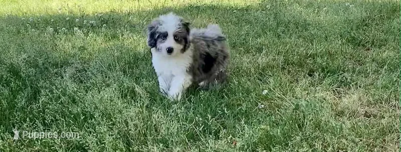 Mr.Red aka De La Cruz Mini – Miniature Aussiedoodle puppy for sale in Woodruff, SC