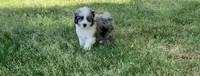 Mr.Red aka De La Cruz Mini, a male Miniature Aussiedoodle for sale in Woodruff, SC – Photo 1 of 7