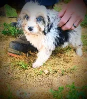 Shelby Mini, a female Miniature Aussiedoodle for sale in Woodruff, SC – Photo 1 of 9