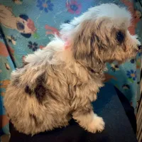 Shelby Mini, a female Miniature Aussiedoodle for sale in Woodruff, SC – Photo 4 of 9