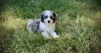 Mr.Red aka De La Cruz Mini, a male Miniature Aussiedoodle for sale in Woodruff, SC – Photo 7 of 7