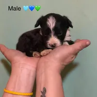 Tiny Simon Mini AussiePoo , a male Miniature American Shepherd for sale in Woodruff, SC – Photo 1 of 8