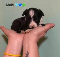 Male Tri Mini Aussiepoo , a male Miniature American Shepherd for sale in Woodruff, SC – Photo 1 of 8