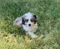 Mr.Red aka De La Cruz Mini, a male Miniature Aussiedoodle for sale in Woodruff, SC – Photo 2 of 7