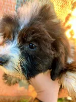 Tiny Simon Mini AussiePoo, a male Miniature American Shepherd for sale in Woodruff, SC – 4 of 9