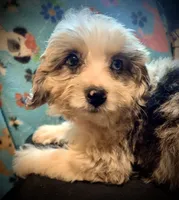 Shelby Mini, a female Miniature Aussiedoodle for sale in Woodruff, SC – Photo 2 of 9