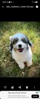 Mr.Red aka De La Cruz Mini, a male Miniature Aussiedoodle for sale in Woodruff, SC – Photo 5 of 7