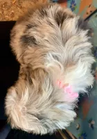 Shelby Mini, a female Miniature Aussiedoodle for sale in Woodruff, SC – Photo 3 of 9