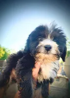 Tiny Simon Mini AussiePoo, a male Miniature American Shepherd for sale in Woodruff, SC – 7 of 9