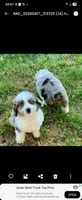 Mr.Red aka De La Cruz Mini, a male Miniature Aussiedoodle for sale in Woodruff, SC – Photo 6 of 7