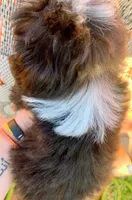 Tiny Simon Mini AussiePoo, a male Miniature American Shepherd for sale in Woodruff, SC – 3 of 9