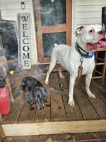 Cosmo AKC Boxer , a male Boxer for sale in Woodruff, SC – 6 of 6