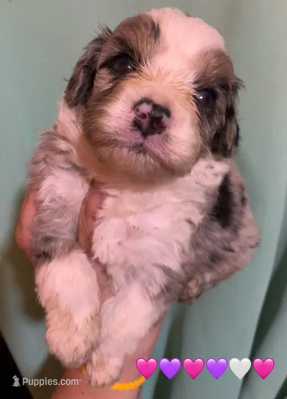 Shelby Mini Merle Tan Points Aussiepoo 