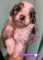 Shelby Mini Merle Tan Points Aussiepoo , a female Miniature American Shepherd for sale in Woodruff, SC – Photo 1 of 10