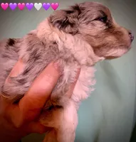 Shelby Mini Merle Tan Points Aussiepoo , a female Miniature American Shepherd for sale in Woodruff, SC – Photo 8 of 10