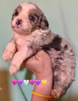Shelby Mini Merle Tan Points Aussiepoo , a female Miniature American Shepherd for sale in Woodruff, SC – Photo 7 of 10