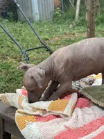 Dominga, a female Xoloitzcuintli for sale in Woodruff, SC – 5 of 6