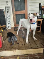 Cosmo AKC Boxer , a male Boxer for sale in Woodruff, SC – 5 of 6