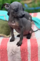 Tiny Mini Male, a male Xoloitzcuintli for sale in Woodruff, SC – 4 of 6