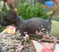 Pancho Villa, a male Xoloitzcuintli for sale in Woodruff, SC – 6 of 8