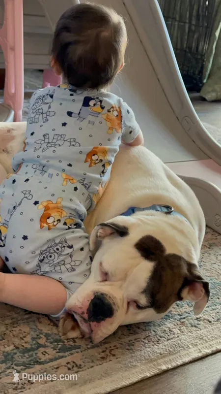 Cosmo AKC Boxer  – Boxer puppy for sale in Woodruff, SC