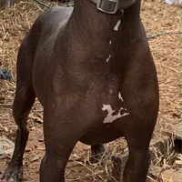 José Cuervo aka JC, a male Xoloitzcuintli for sale in Woodruff, SC – Photo 5 of 10