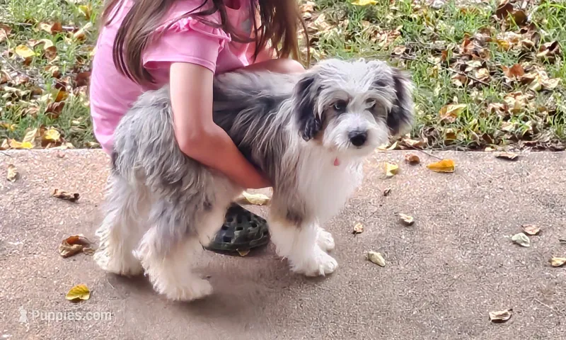 Louie II Mini AussieDoodle – Miniature Aussiedoodle puppy for sale in Woodruff, SC