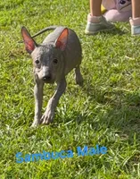 Male Miniature Xolo, a male Xoloitzcuintli for sale in Woodruff, SC – 5 of 6